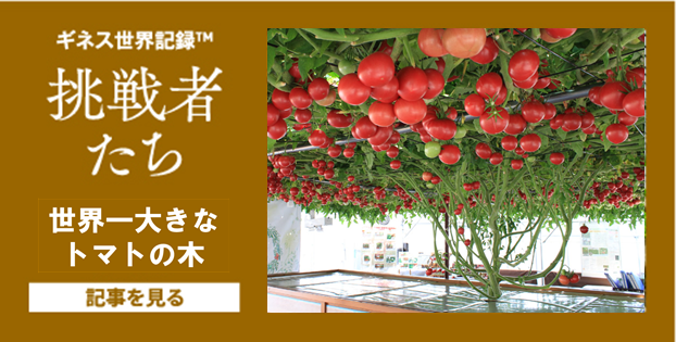 8月号世界一大きなトマトの木