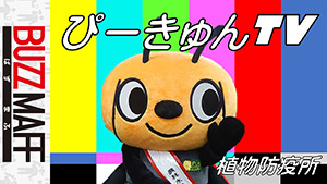ぴーきゅんTV　サムネイル