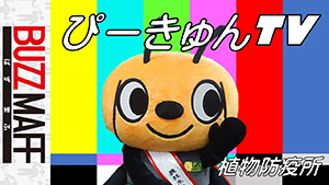 ぴーきゅんTV　サムネイル