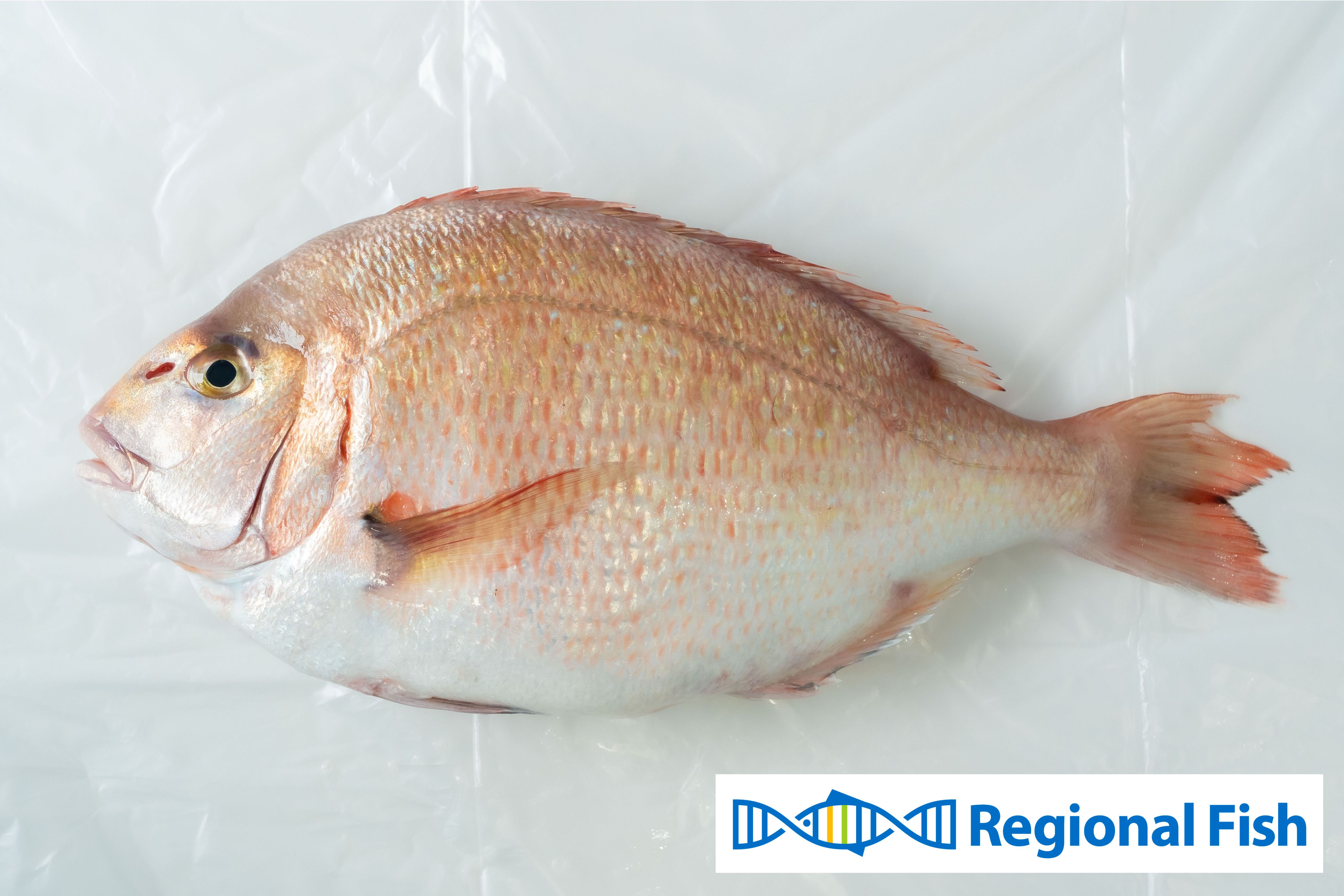 ゲノム編集により可食部が増加したマダイ