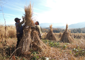 住民主体の活動(戸隠地区茅刈りの様子)