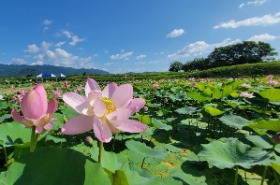 歴史公園(あつかし千年公園) 史跡と蓮池の一体的整備、地元団体による運営
