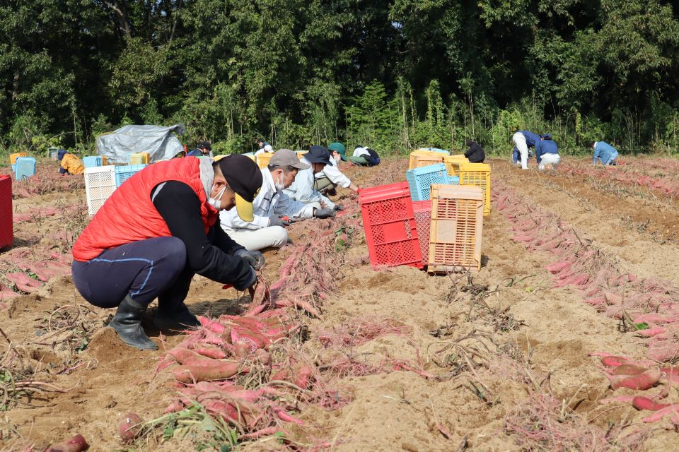 株式会社豊後大野クラスター 収穫する障がい者と施設職員