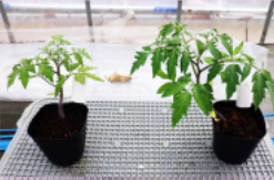 徳島県立吉野川高校