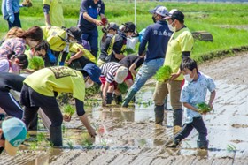 農業体験での田植え