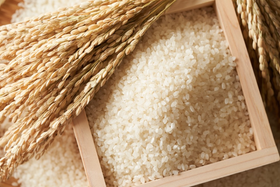 稲と精米したお米