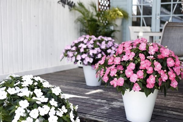 サンパチェンス