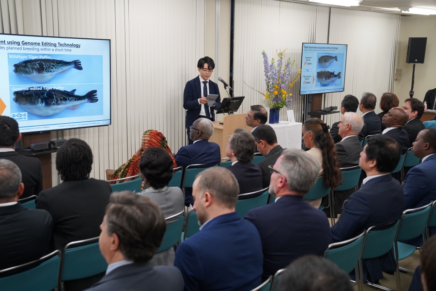 リージョナルフィッシュ