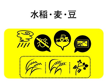 水稲・麦・豆