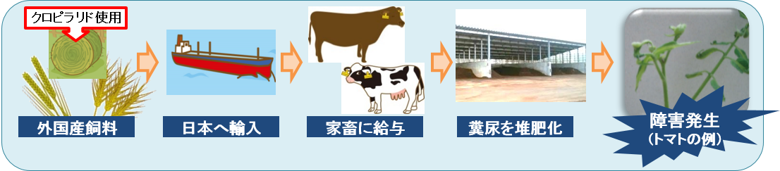 クロピラリドによる生育障害発生フロー図