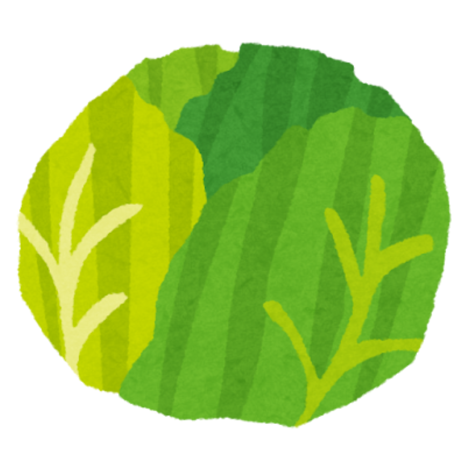 キャベツのイラスト