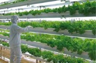 人工光植物工場