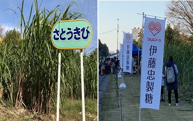 さとうきび収穫体験会の様子