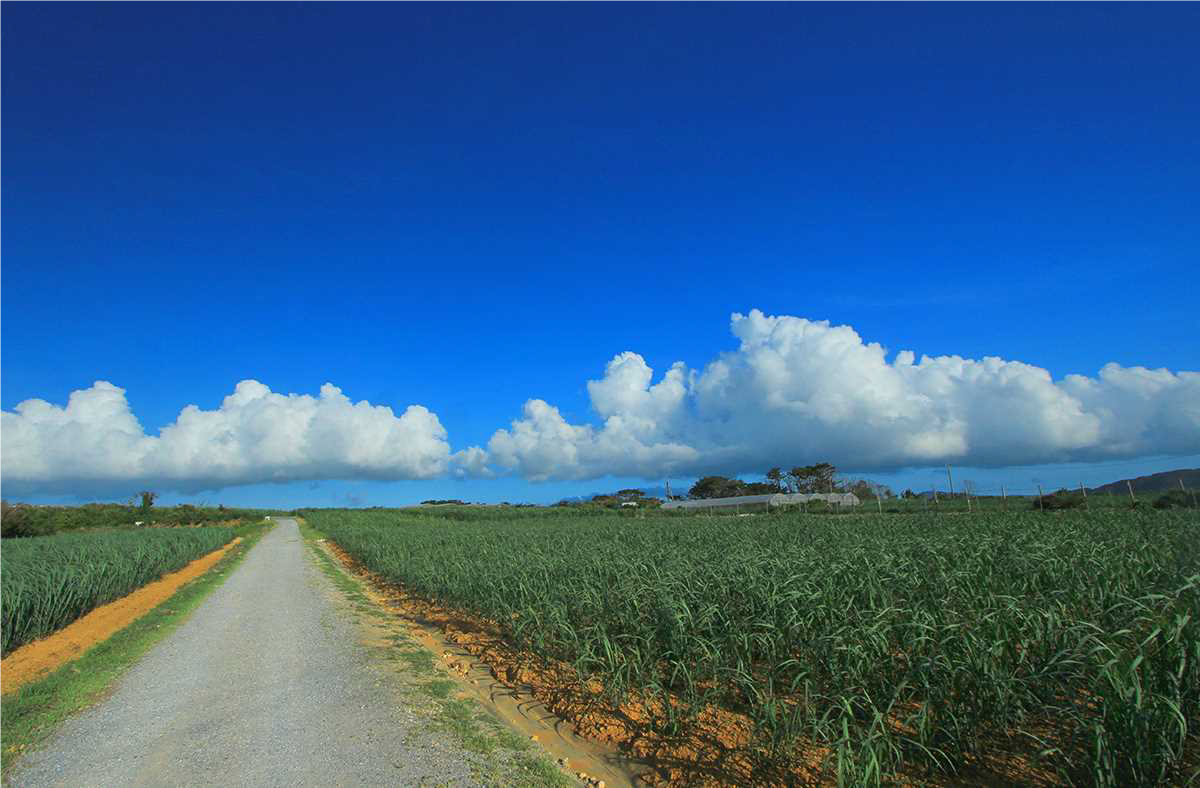 サトウキビ畑の写真