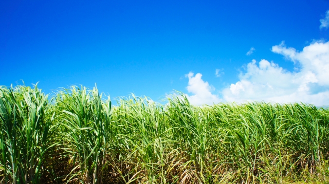 さとうきび