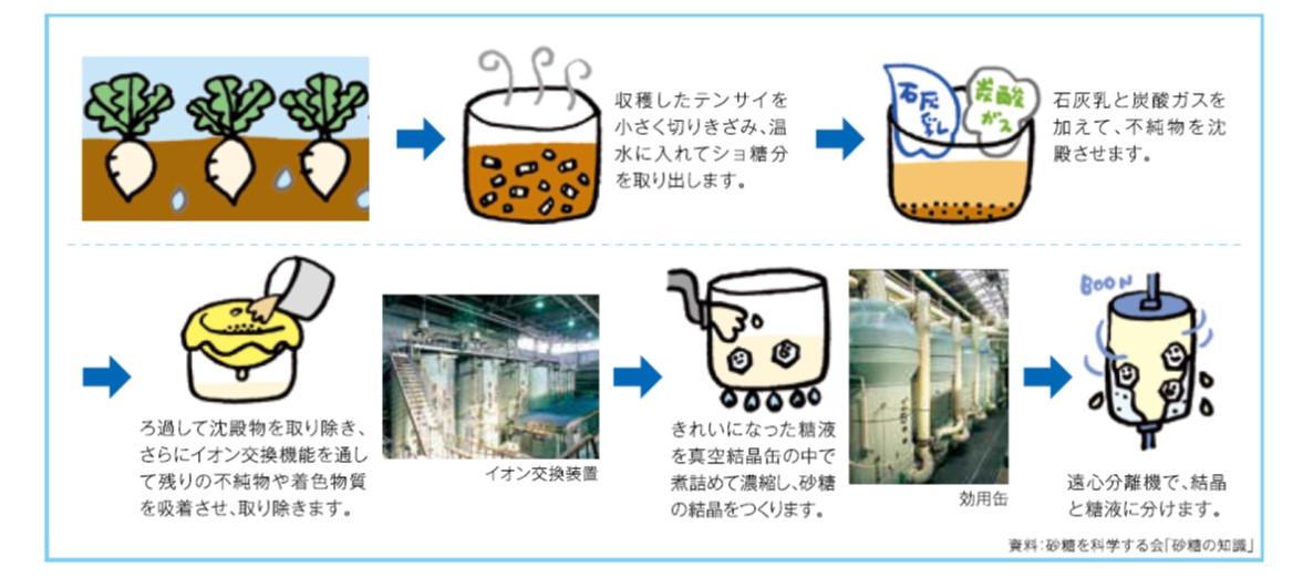 てん菜から砂糖が出来るまで