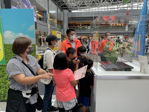 てん菜の模型展示