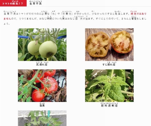 トマトについて