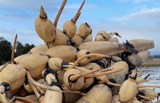 登録産品の画像