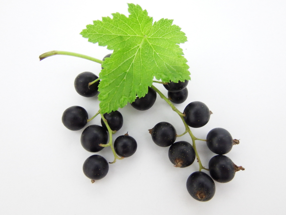 登録産品の画像