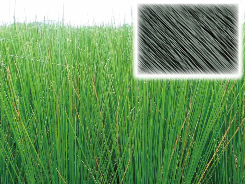 登録産品の画像