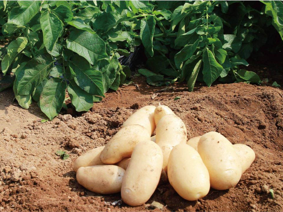 登録産品の画像