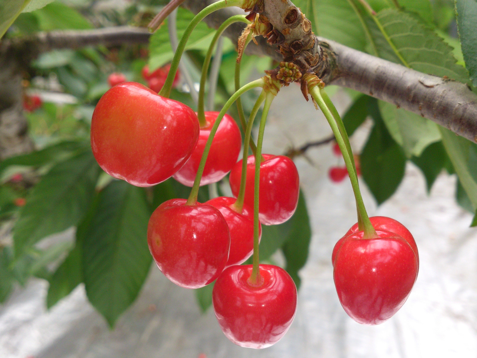 登録産品の画像