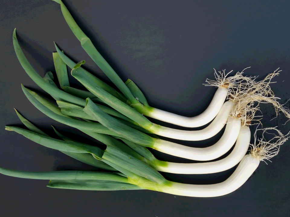 登録産品の画像