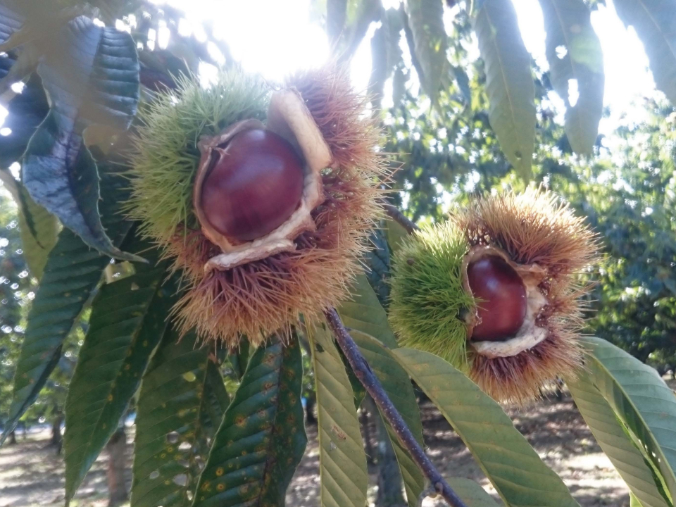 登録産品の画像