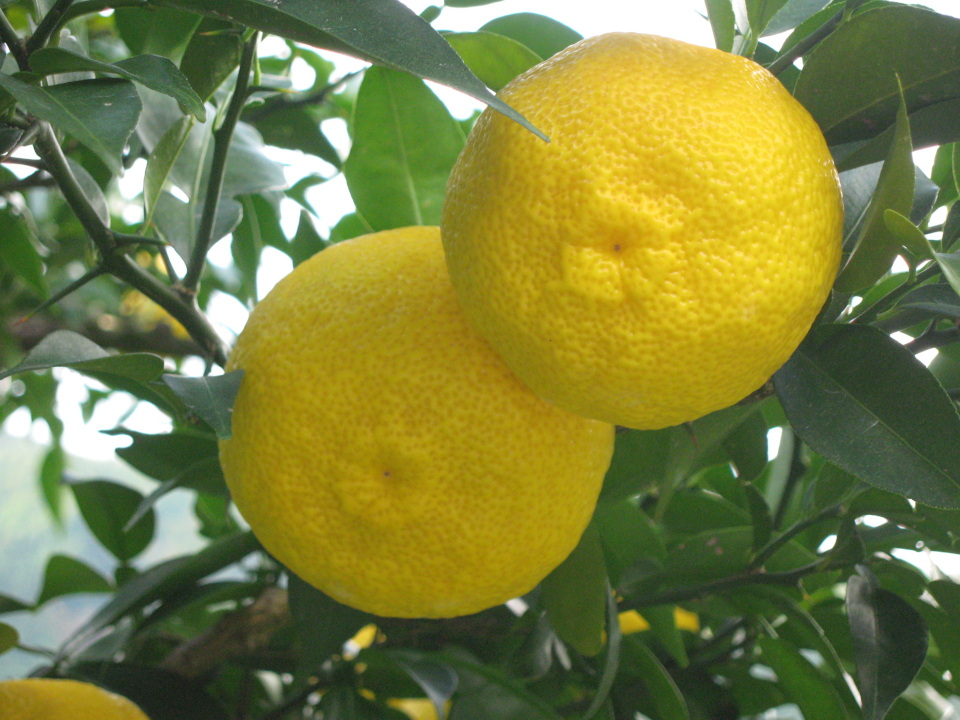 登録産品の画像