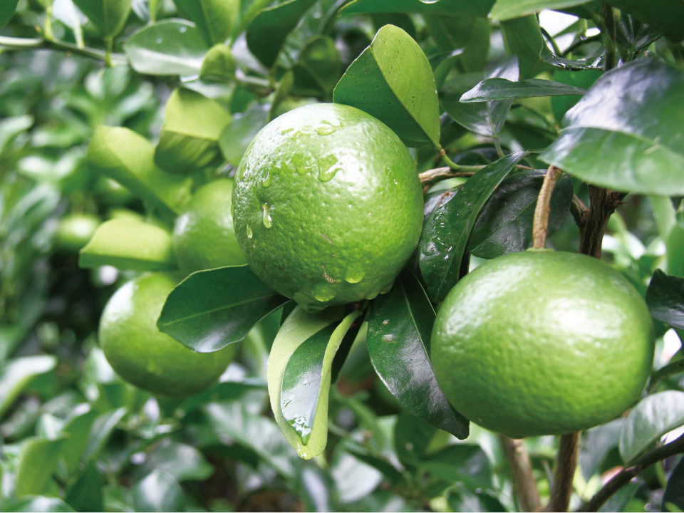 登録産品の画像