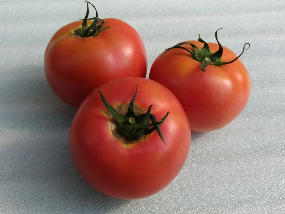 登録産品の画像