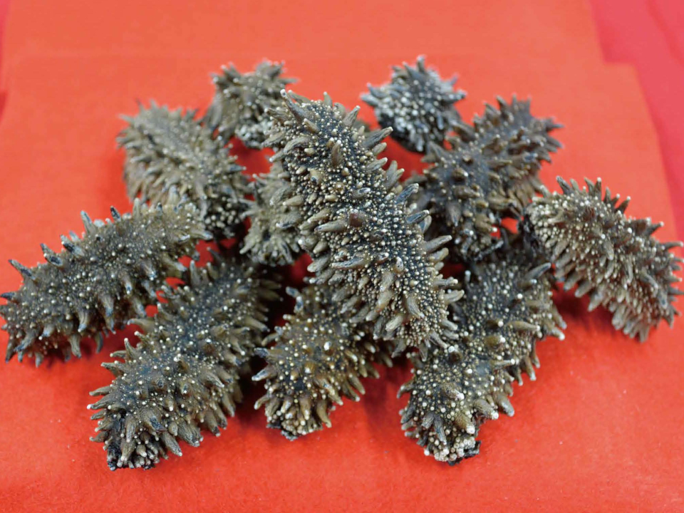 登録産品の画像