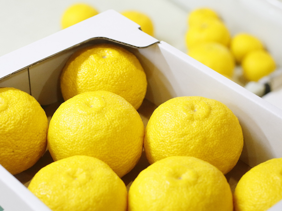 登録産品の画像