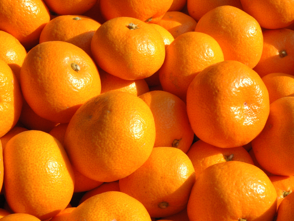 登録産品の画像