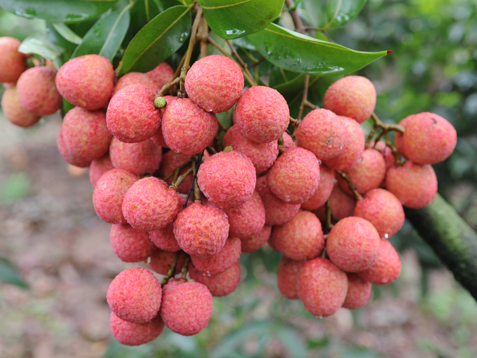 登録産品の画像