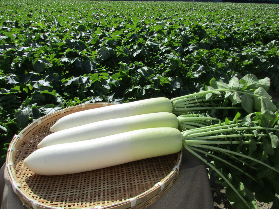 登録産品の画像