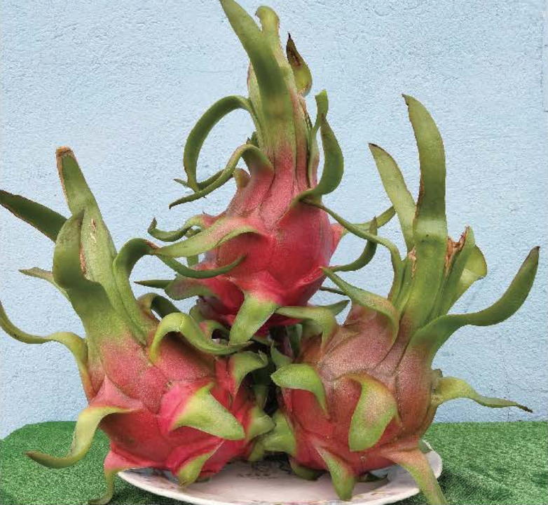 登録産品の画像