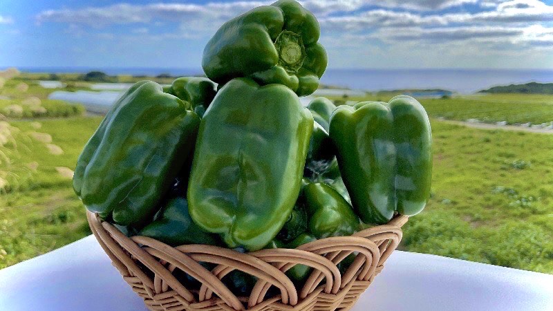 登録産品の画像