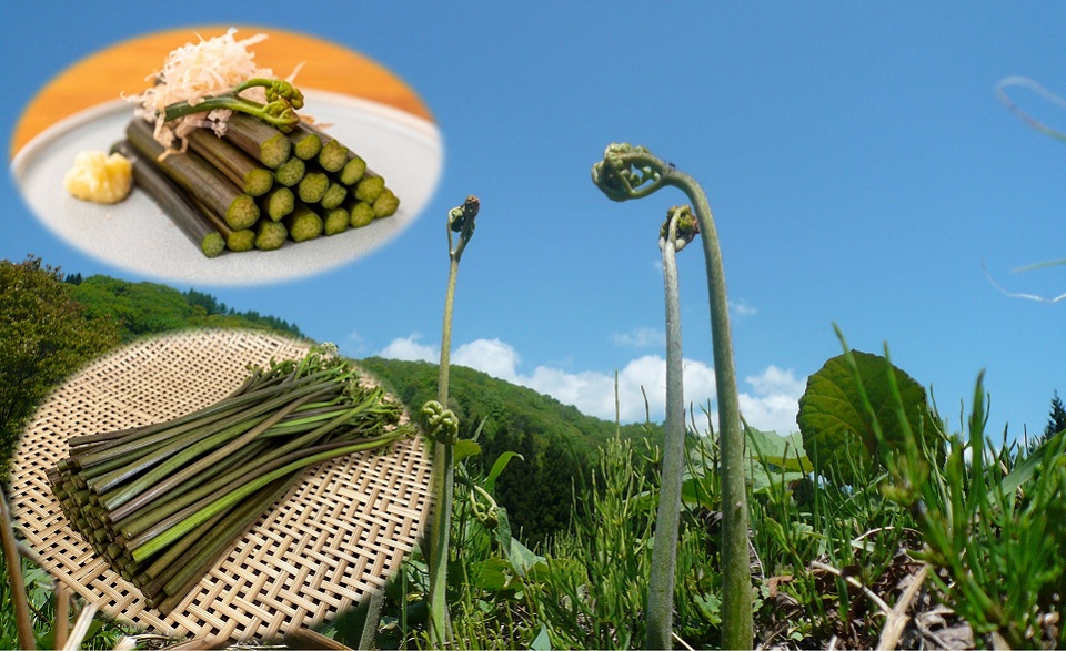 登録産品の画像