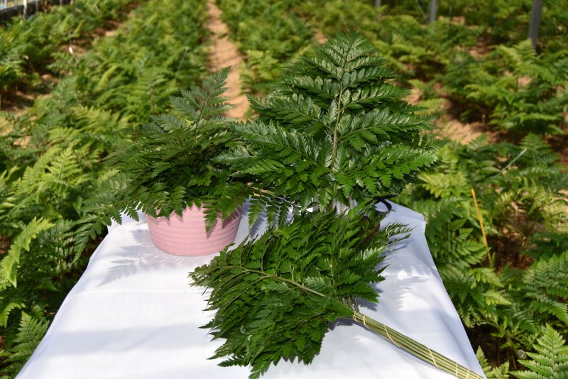 登録産品の画像