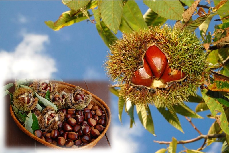 登録産品の画像