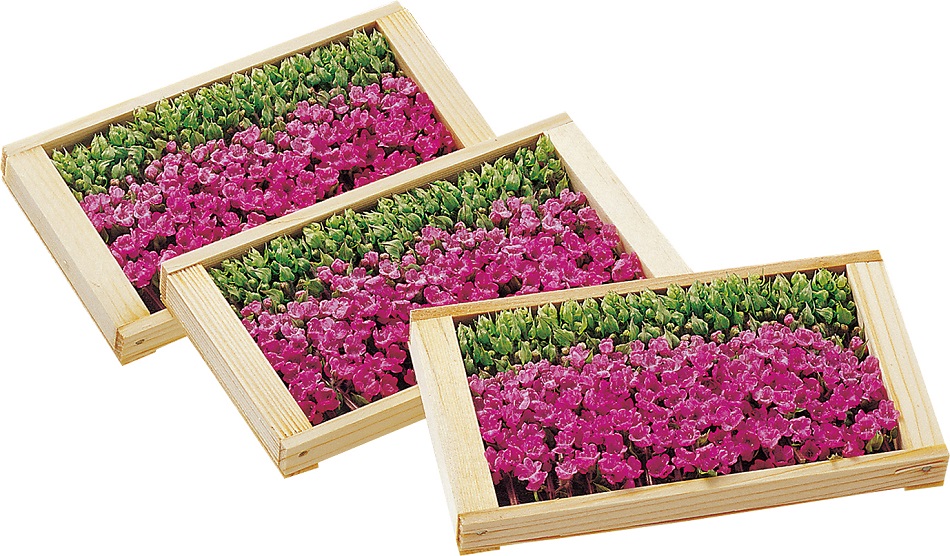 登録産品（豊橋花穂）の画像