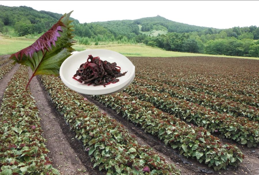 登録産品（川井赤しそ）の画像