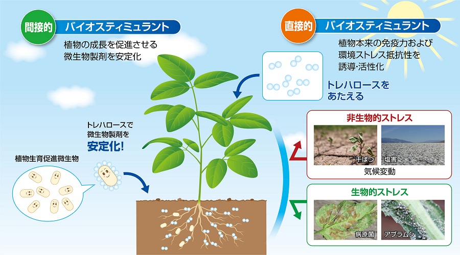 バイオスティミュラントとしてのトレハロース