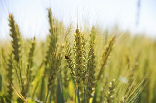 敷島パンの小麦