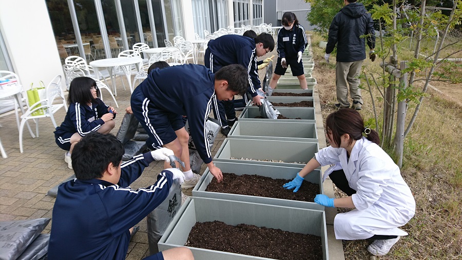 ゆめちから栽培研究