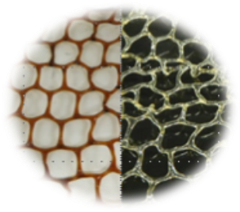 ゼラチンネット