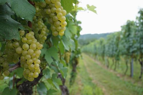 椀子ヴィンヤードの景色