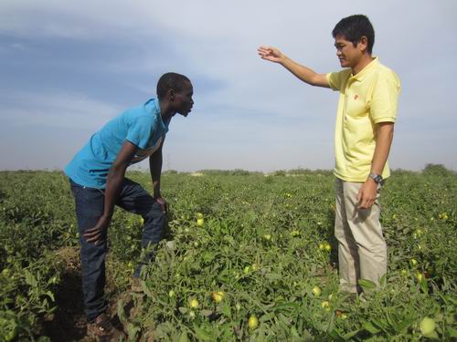 セネガルのトマト畑